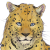 Only released for the Amur leopard charity drive. +10 Energy every 30 minutes